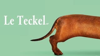 Le Teckel - BANDE ANNONCE VOST